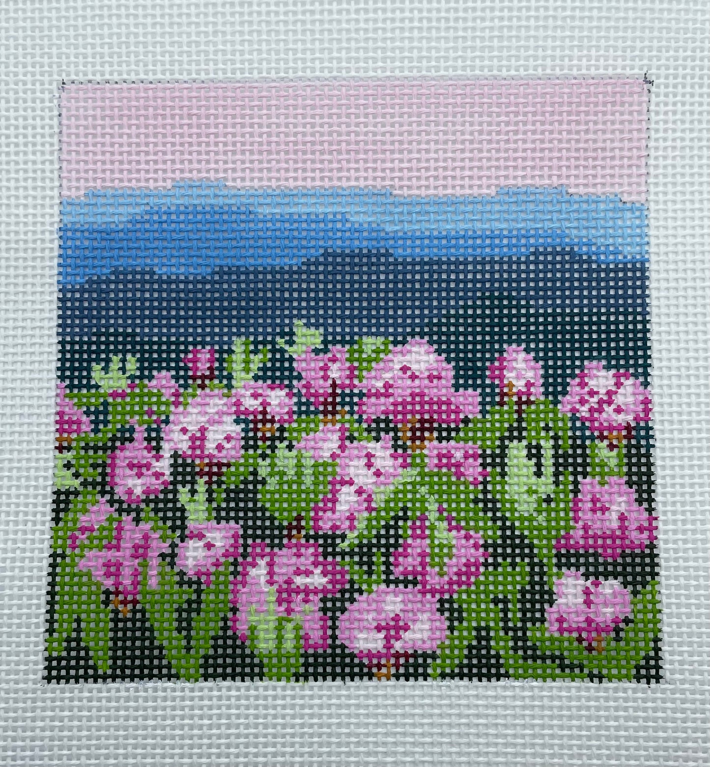 Rhododendron on Mountain 13m