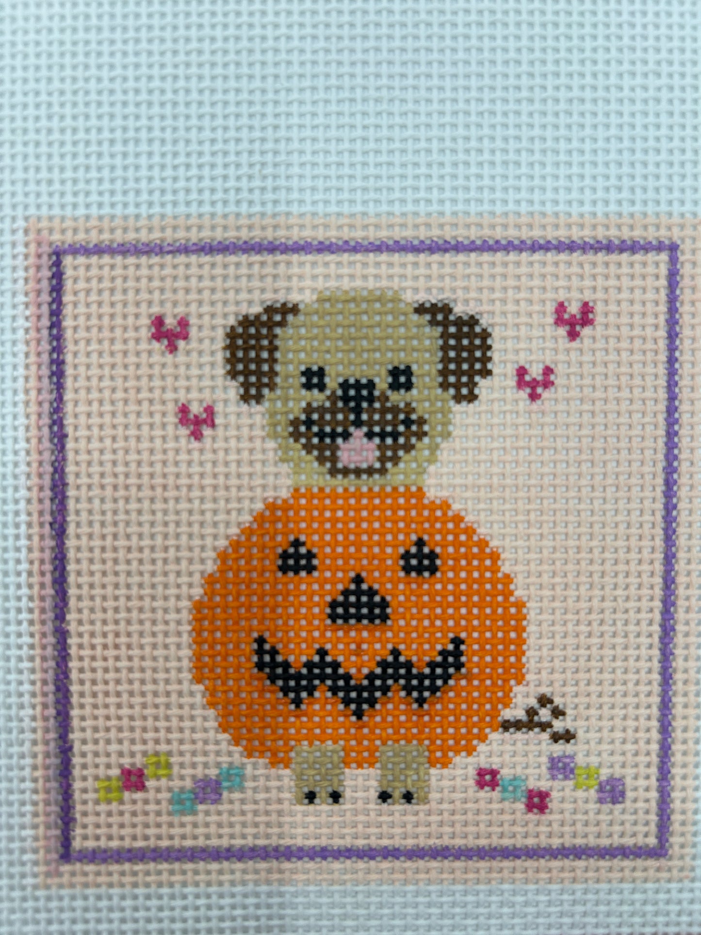 Pug in a Pumpkin