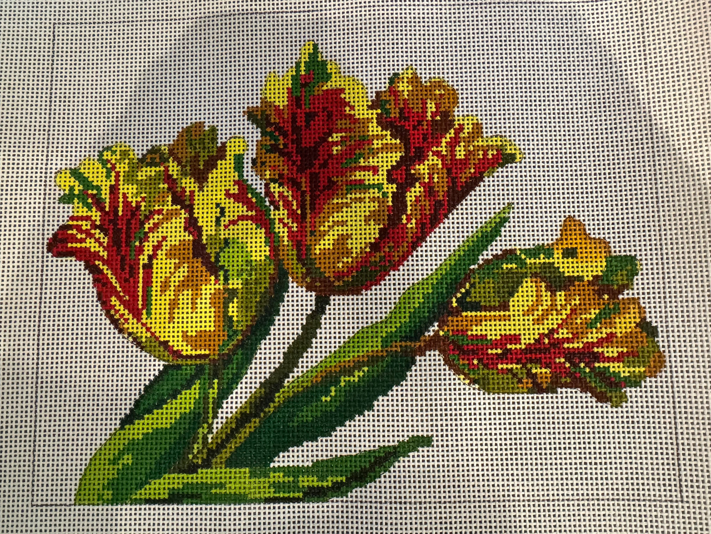 Parrot Tulip