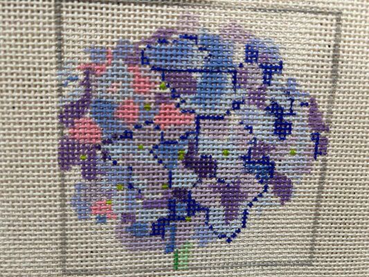 Hydrangea