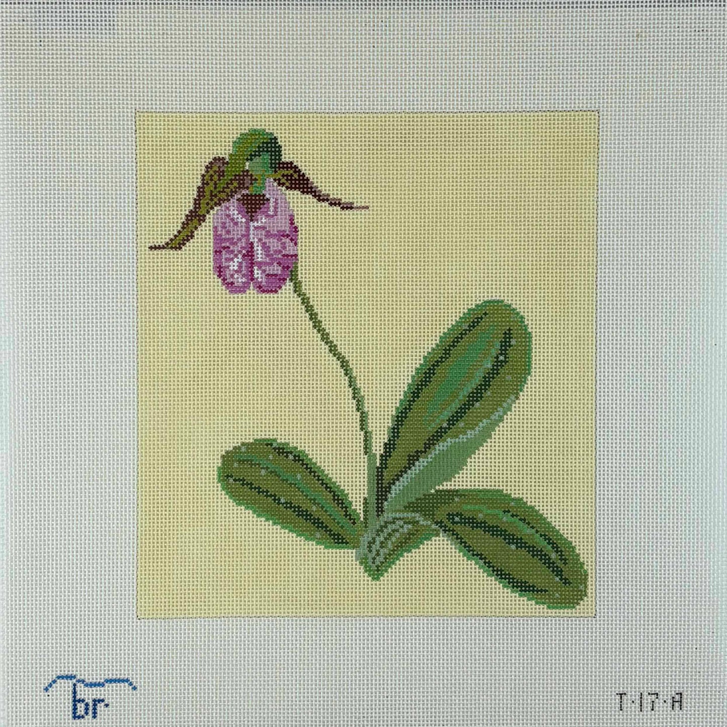 Pink Lady Slipper - 13m