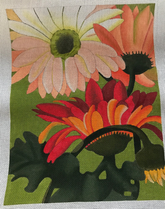 Coral Daisies