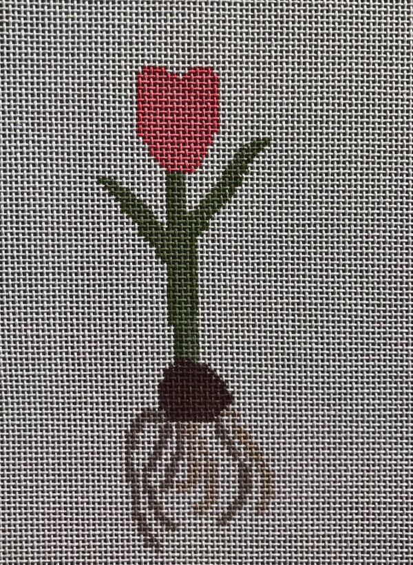 Tulip Bulb