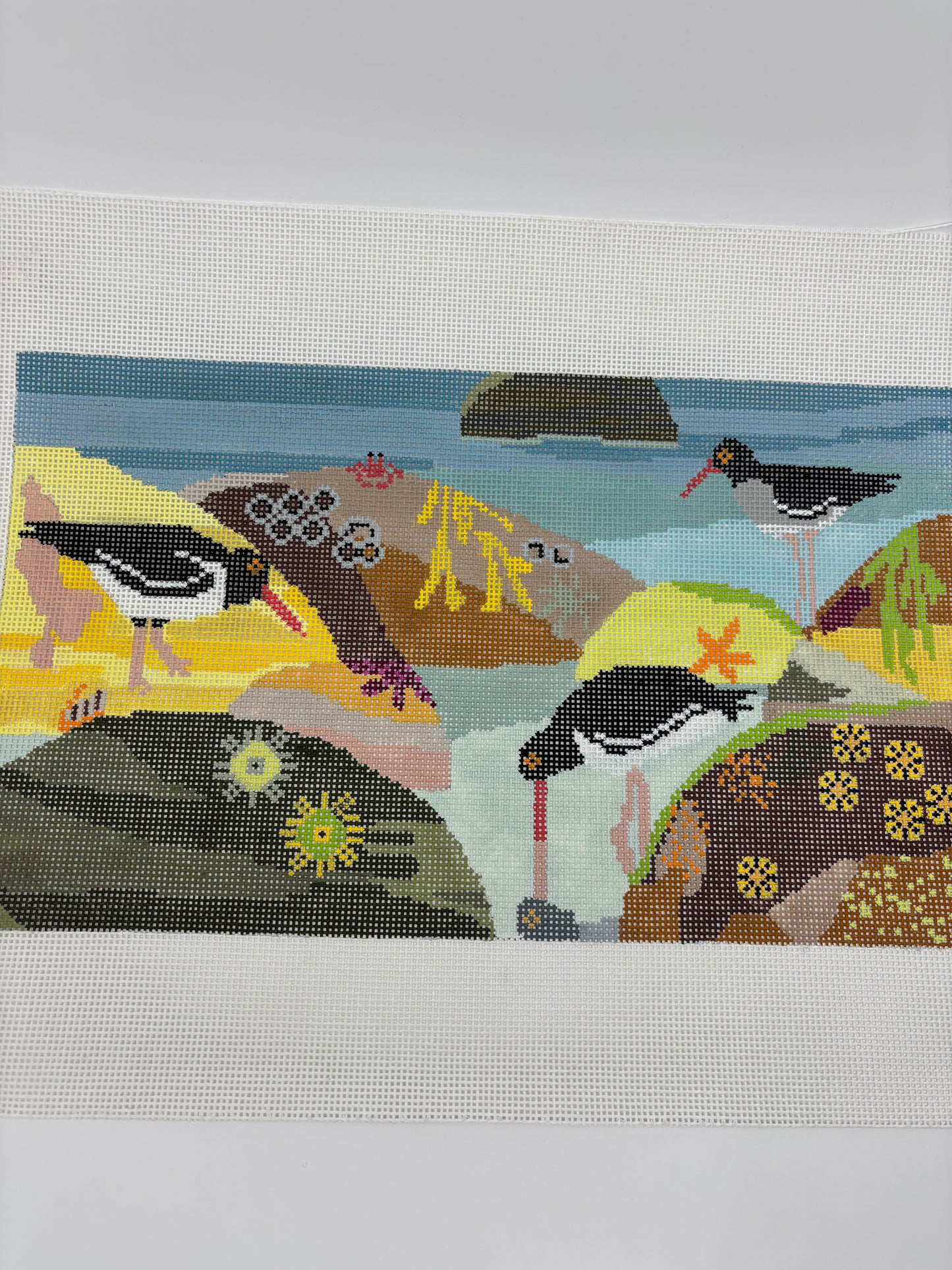 Oyster Catcher