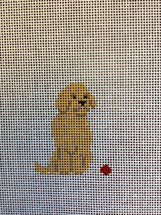 Mini Golden Retriever