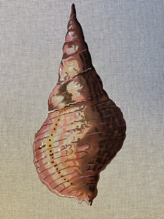Pink Shell - back