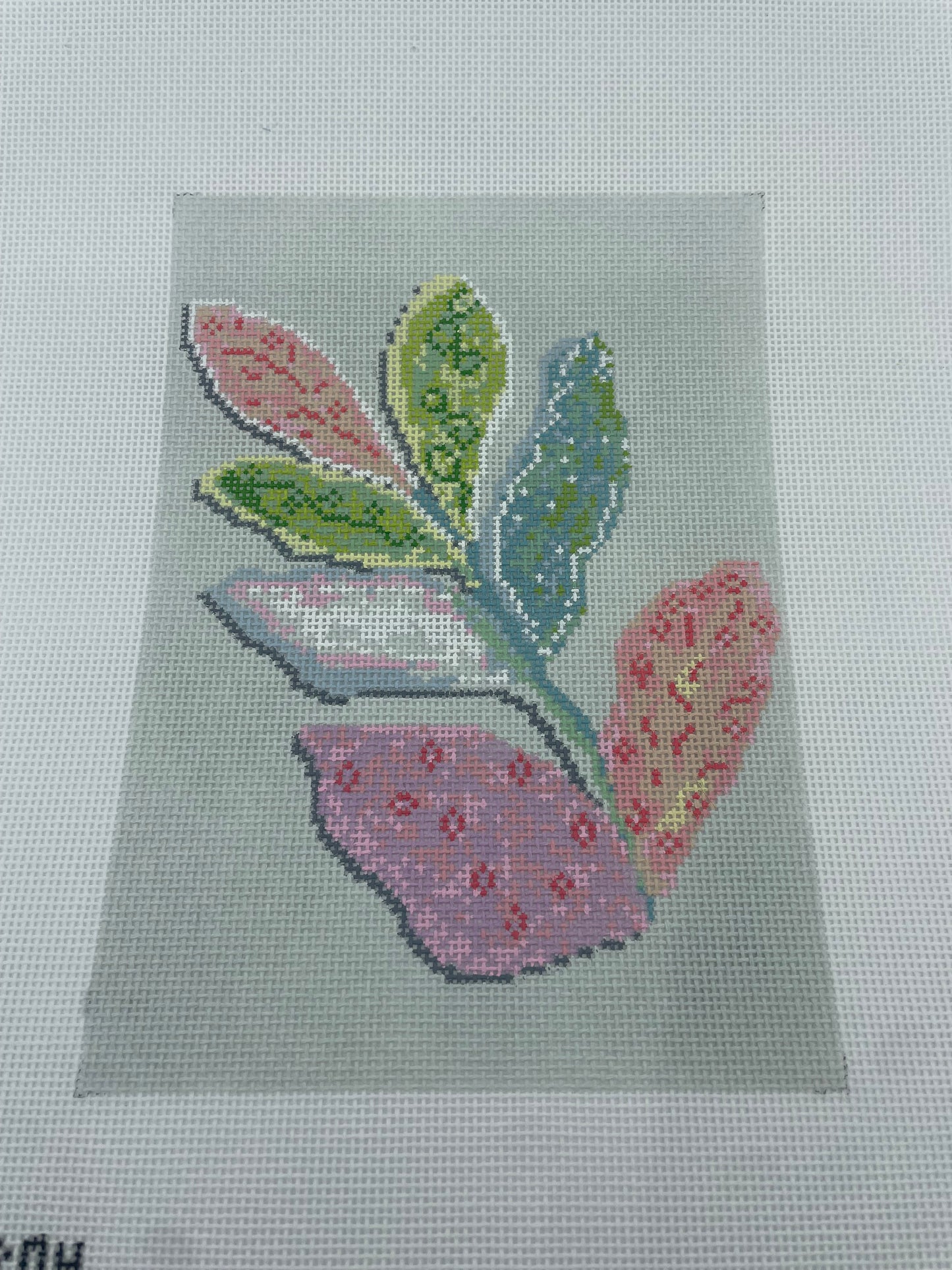 Colorful Plant