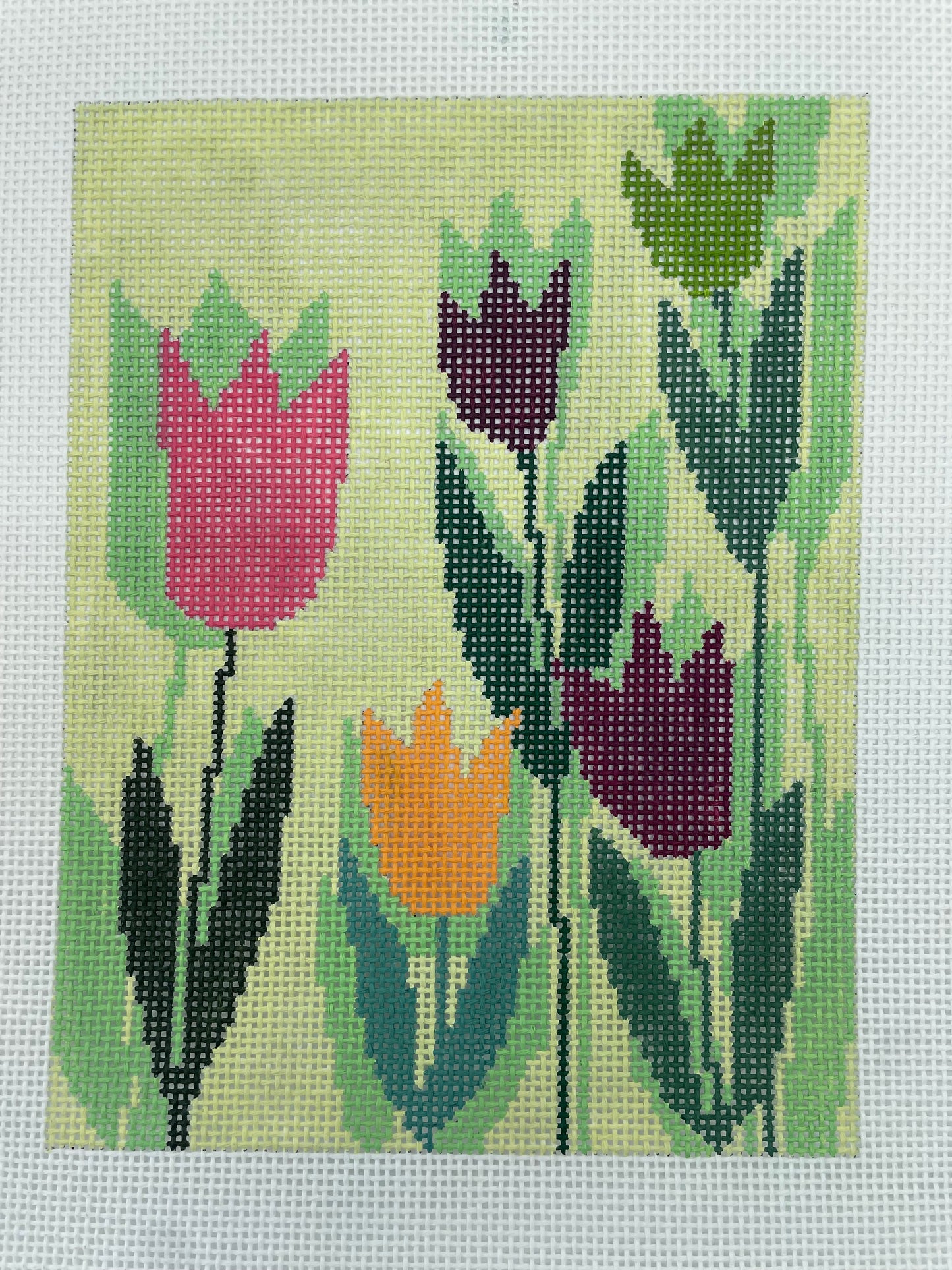 Tulips