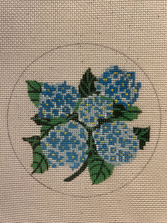 Hydrangea 18m