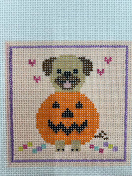 Pug in a Pumpkin