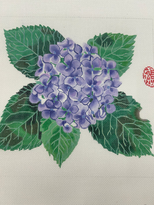 Hydrangea Malpas - GM