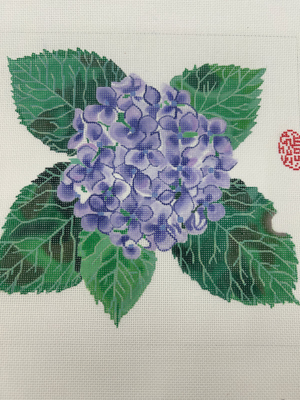 Hydrangea Malpas - GM