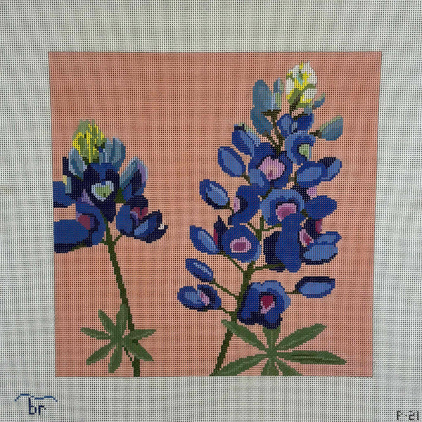 Bluebonnet