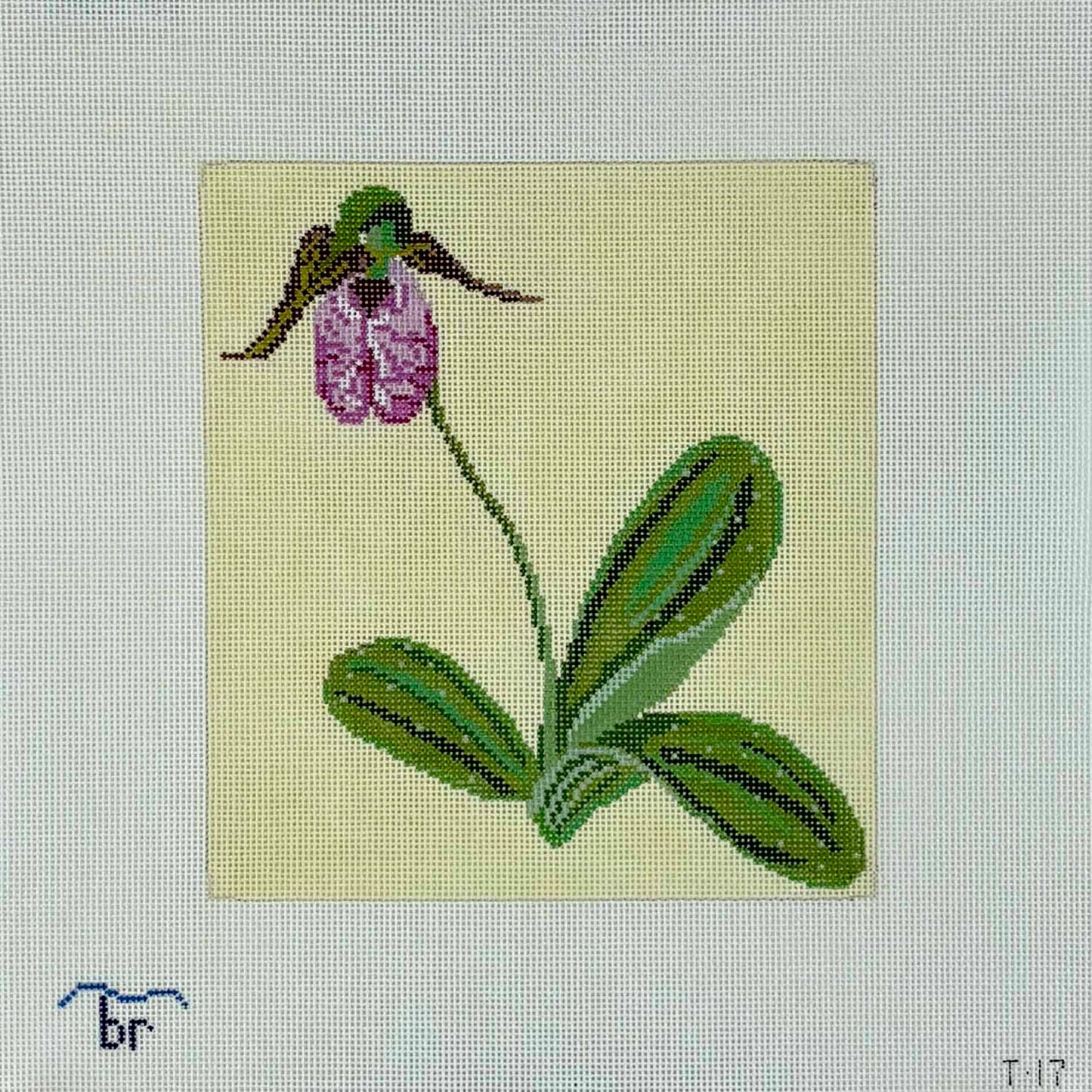 Pink Lady's Slipper -18m